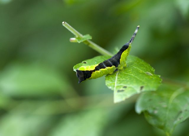 Conferma bruco Cerura vinula